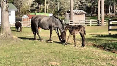 Mare With Baby