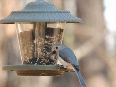 Tufted Titmouse