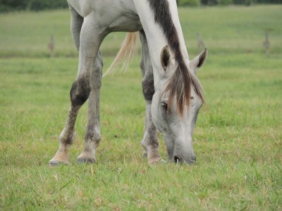 Horse Grazing