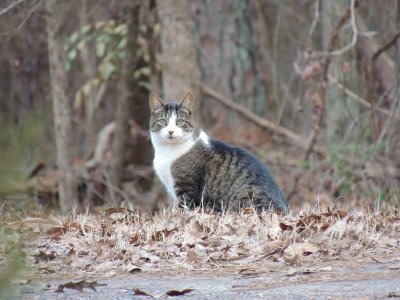 Cat Portrait