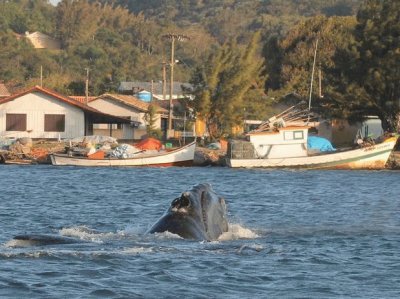 Baleia nas Margens do Canal - Laguna -SC