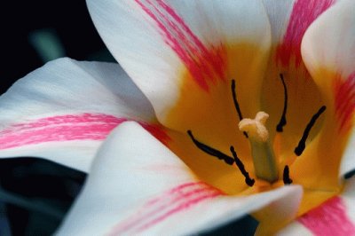 Inside the Spring Flower