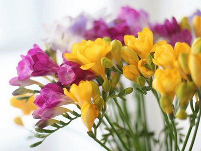 freesias