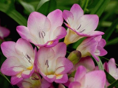 freesia