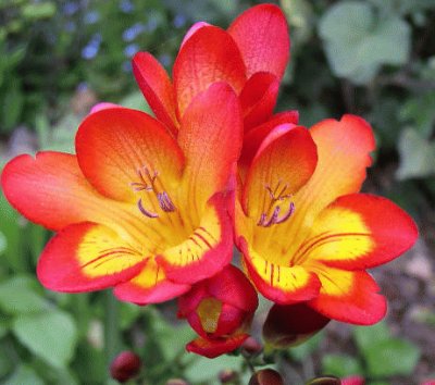 freesia