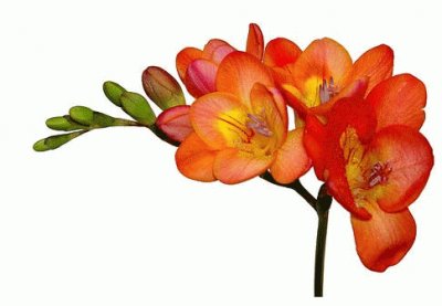 freesia