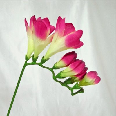 freesia