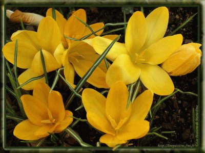 crocus