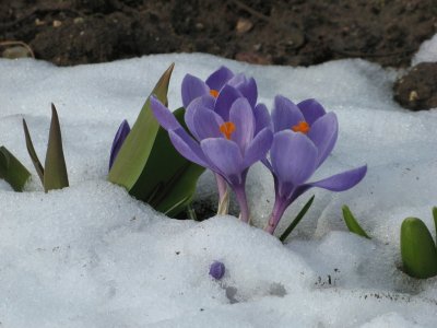 crocus