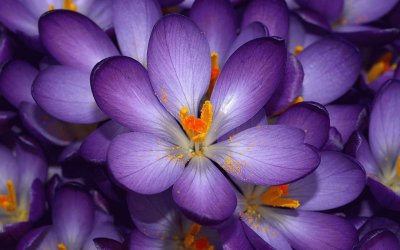 crocus