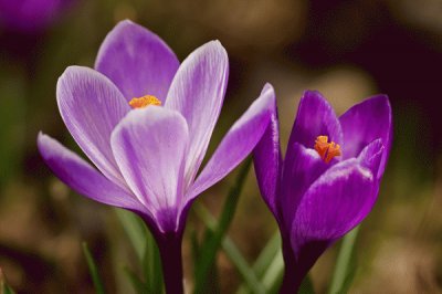 crocus