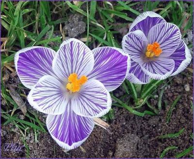 crocus