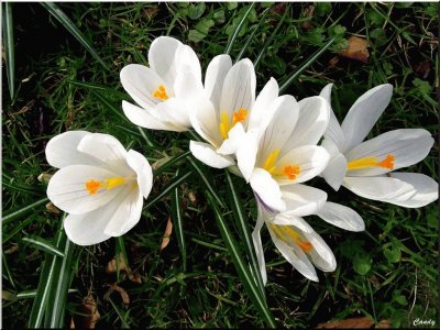 crocus