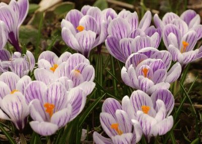 crocus