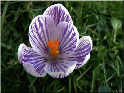 crocus