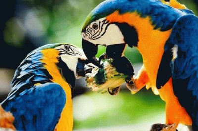 Parrots