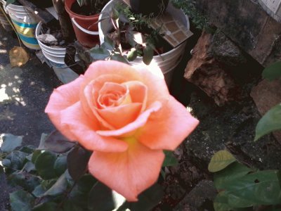 ROSA PASTEL