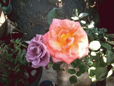 ROSAS