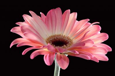 gerbera