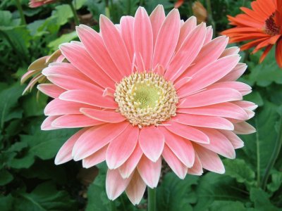 gerbera