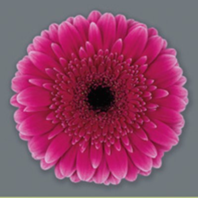 gerbera