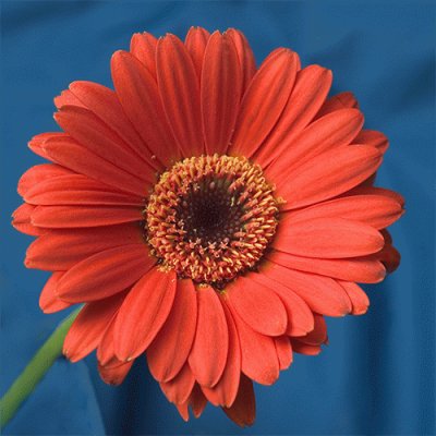 gerbera