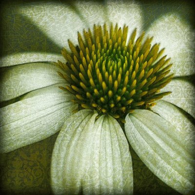 White Echinacea Damas