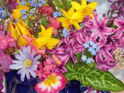 Spring Flowers from the Garden