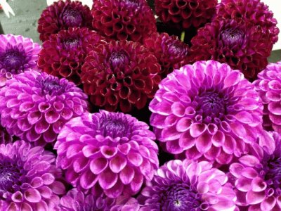 Dahlia 's