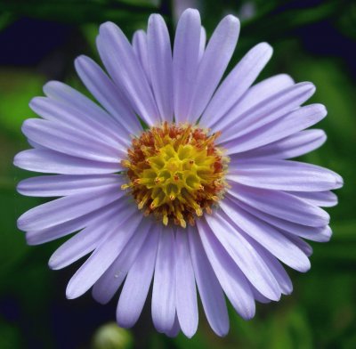 aster