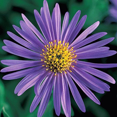 aster