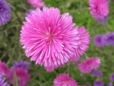 aster