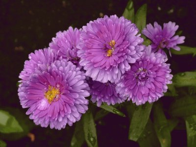 aster