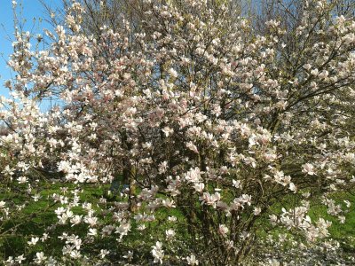 Fiori dal parco