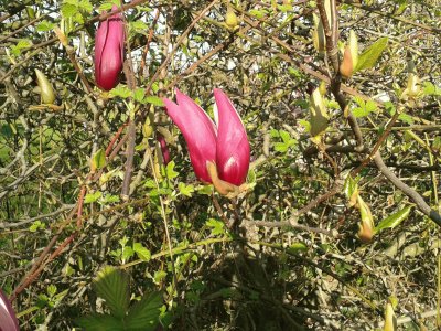 Fiori dal parco