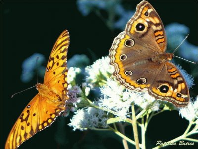 Mariposas