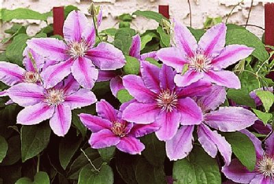 fleurs: clematite