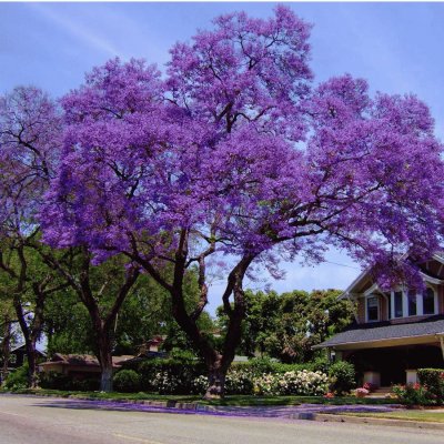 arbre: jacaranda mimosifolia