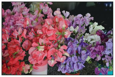 bouquet de pois de senteur