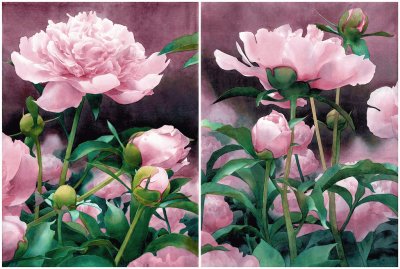 Peonies