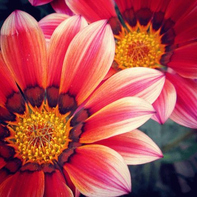 Gazania