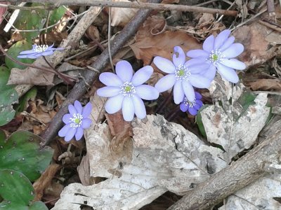 Fiori di mantagna