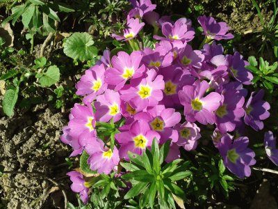 Fiori in montagna