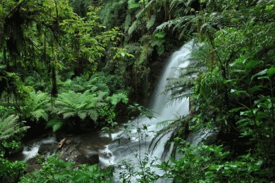 Mata AtlÃ¢ntica-Bahia