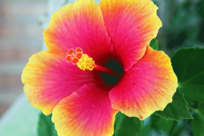 Hibiscus Flower