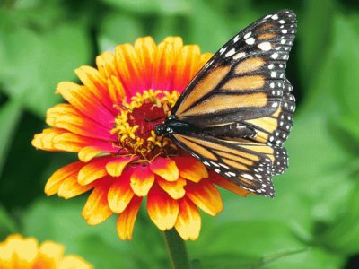 Monarch Butterfly on Flower