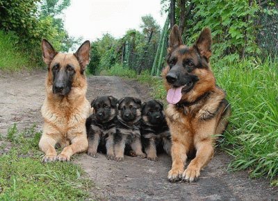 Familia Canina