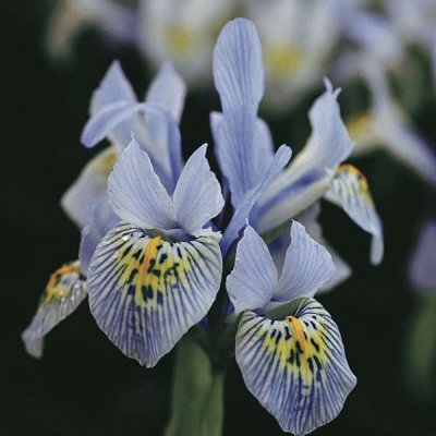 iris