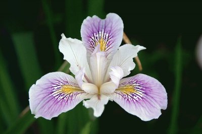 iris