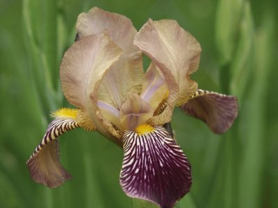 iris